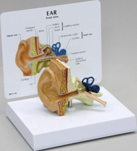 Ear Pharmaceutical and Anatomical Model Gifts